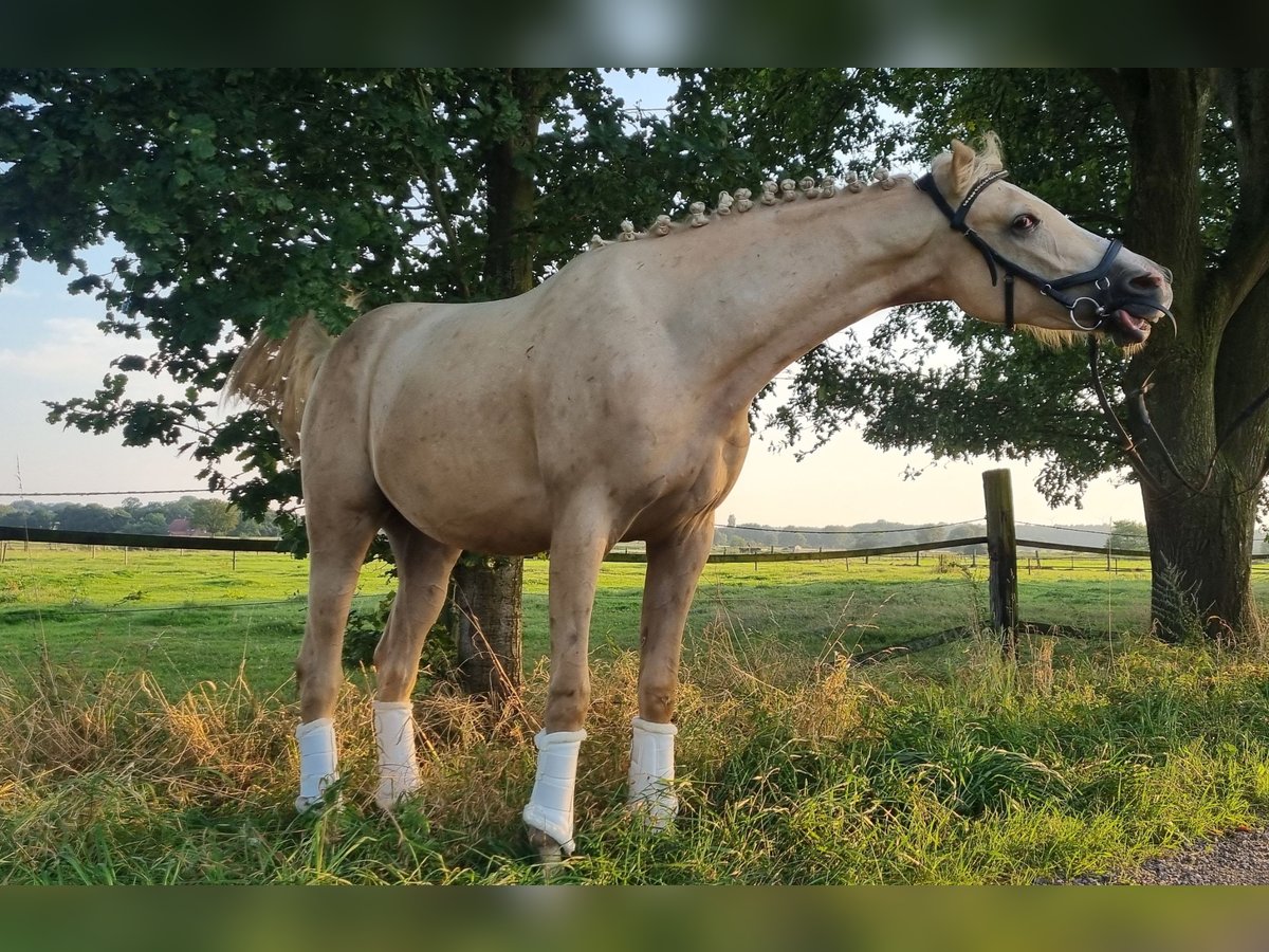 Zangersheide Castrone 2 Anni 154 cm Palomino in Schermbeck