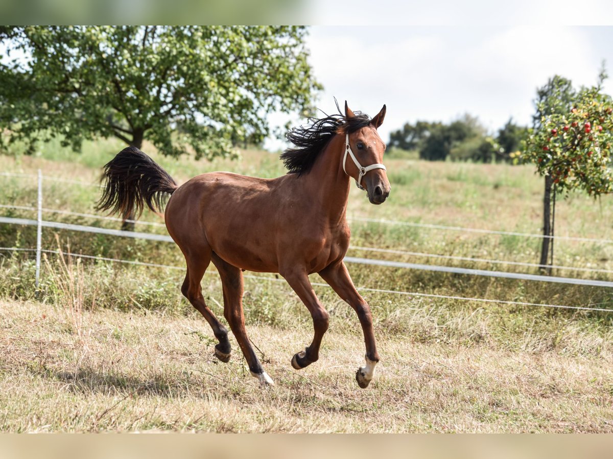 Zangersheide Castrone 2 Anni Baio ciliegia in Trencin