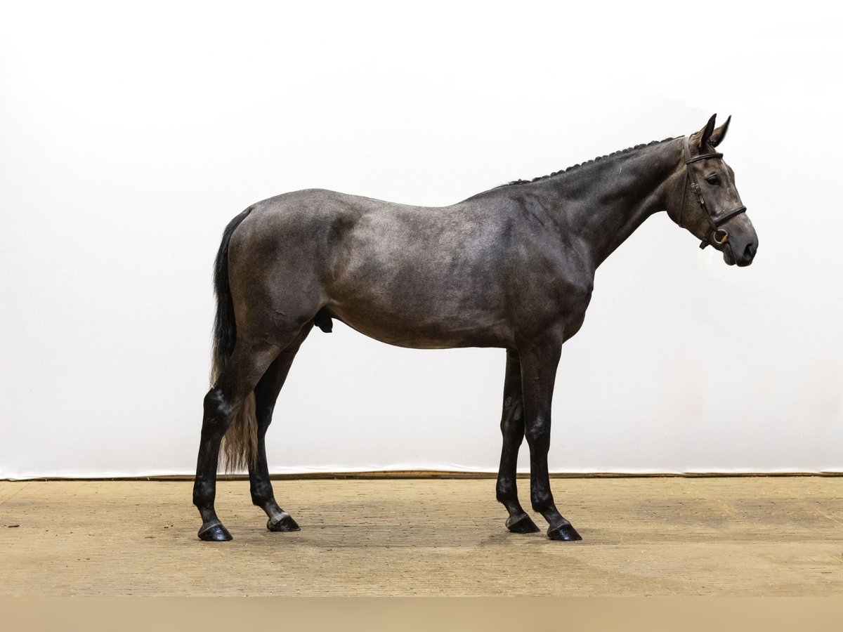 Zangersheide Castrone 3 Anni 162 cm Grigio in Waddinxveen
