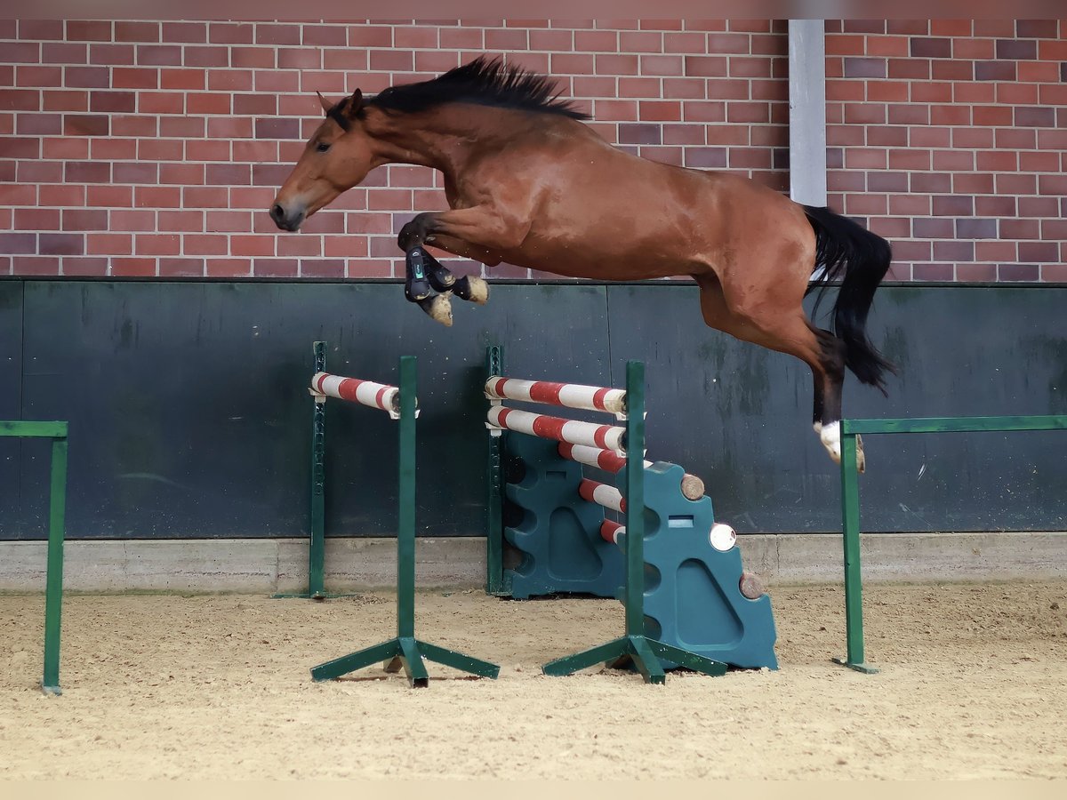 Zangersheide Castrone 3 Anni 164 cm Baio in Gersten
