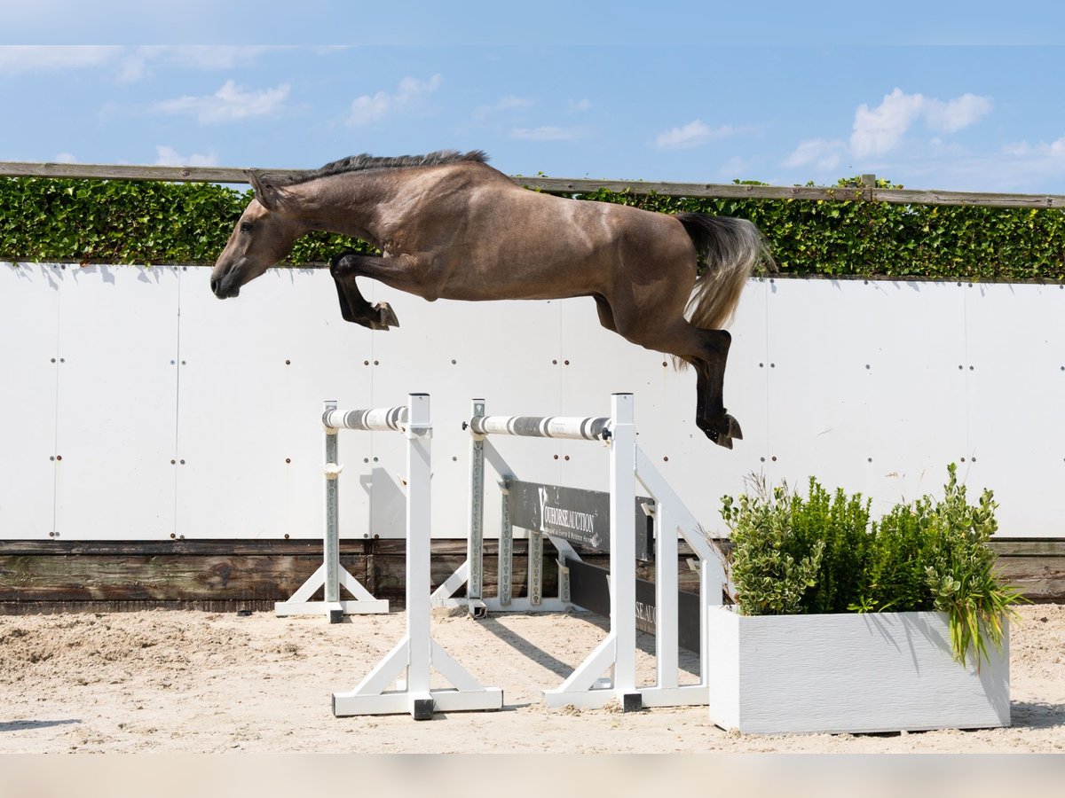 Zangersheide Castrone 3 Anni 165 cm in Waddinxveen