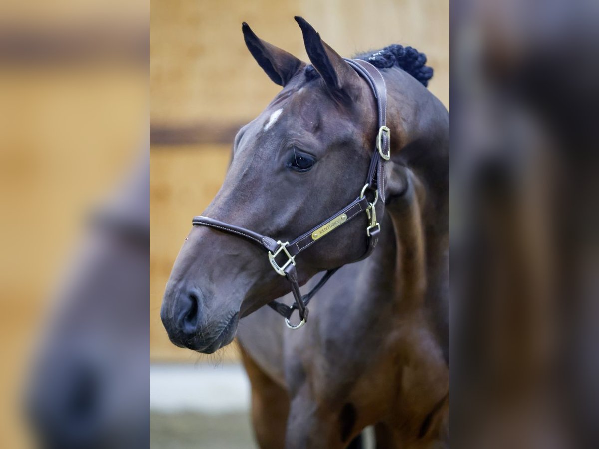 Zangersheide Castrone 3 Anni 166 cm Baio scuro in Kinrooi