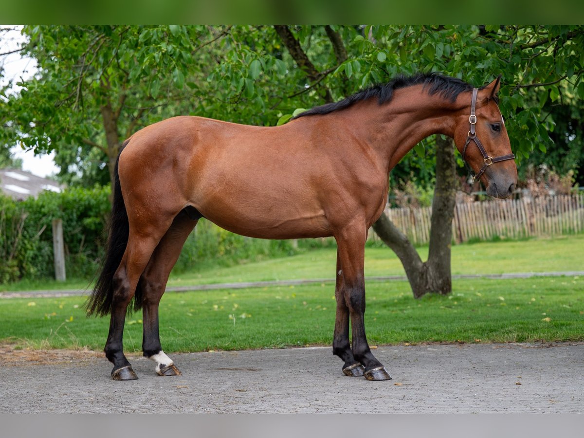 Zangersheide Castrone 3 Anni 168 cm in GROTE-BROGEL