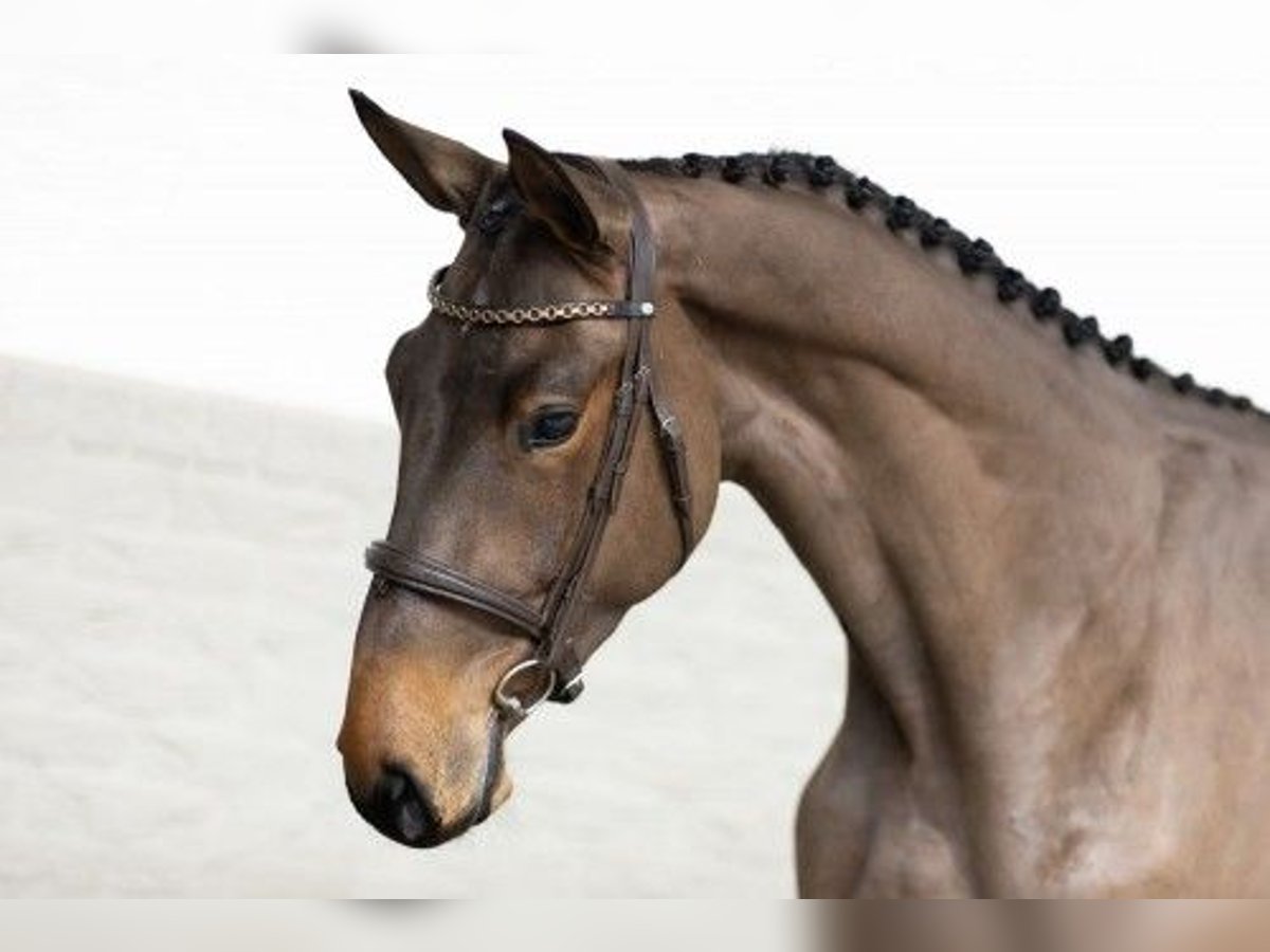 Zangersheide Castrone 3 Anni 170 cm Baio in Heerde