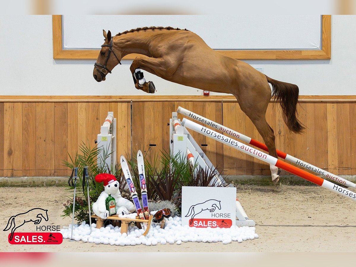 Zangersheide Castrone 3 Anni 170 cm in Békéscsaba