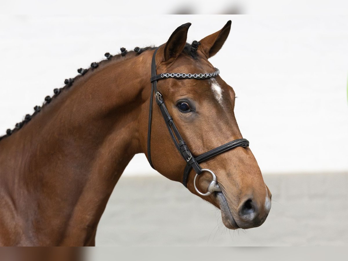 Zangersheide Castrone 3 Anni Baio chiaro in Heerde