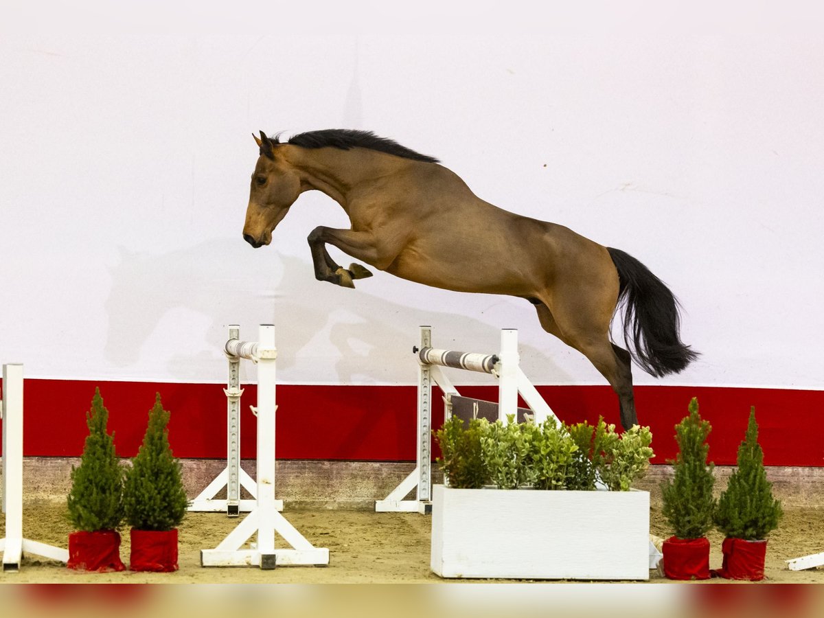 Zangersheide Castrone 4 Anni 162 cm Baio in Waddinxveen