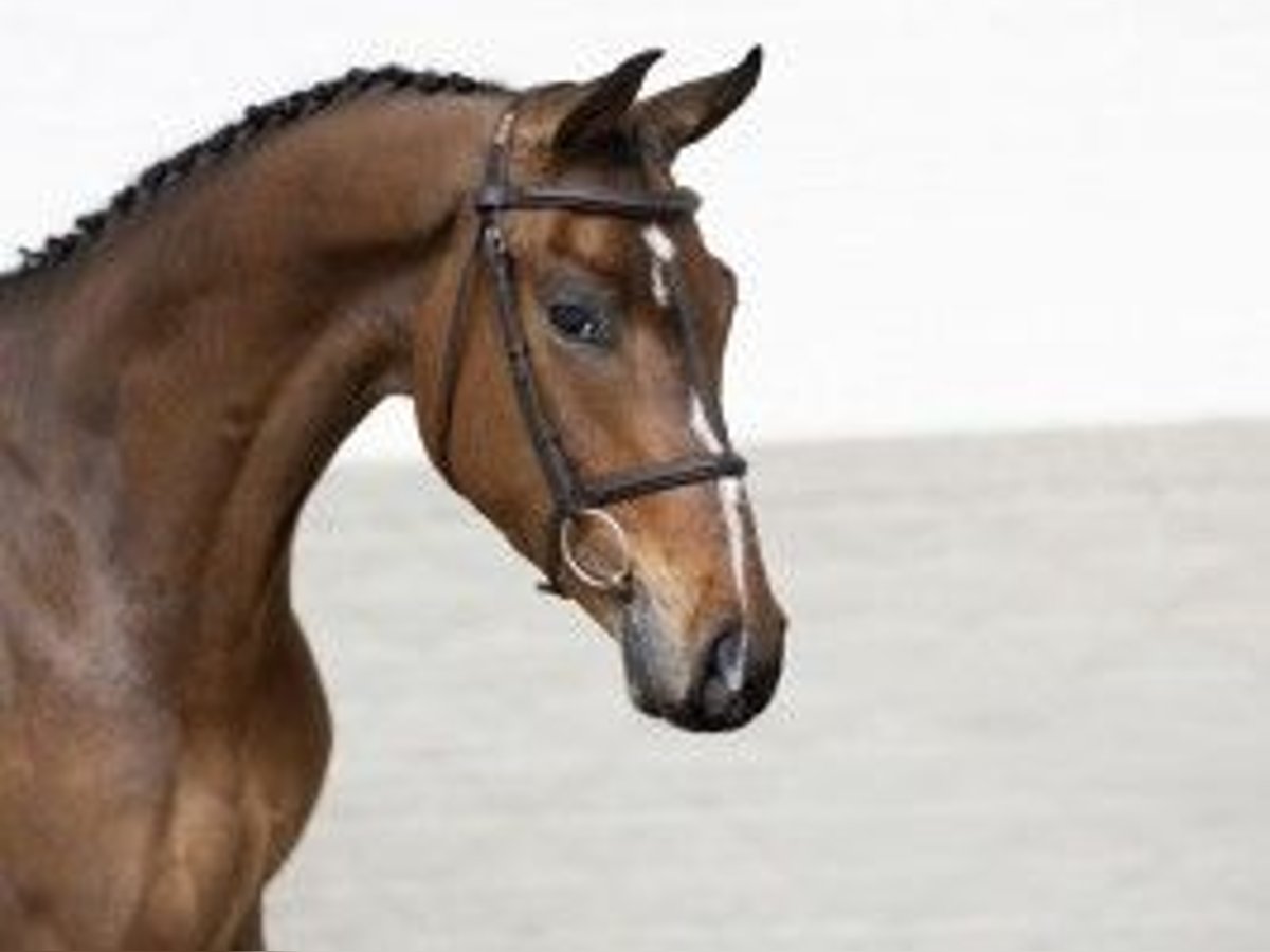 Zangersheide Castrone 4 Anni 164 cm Baio in Heerde