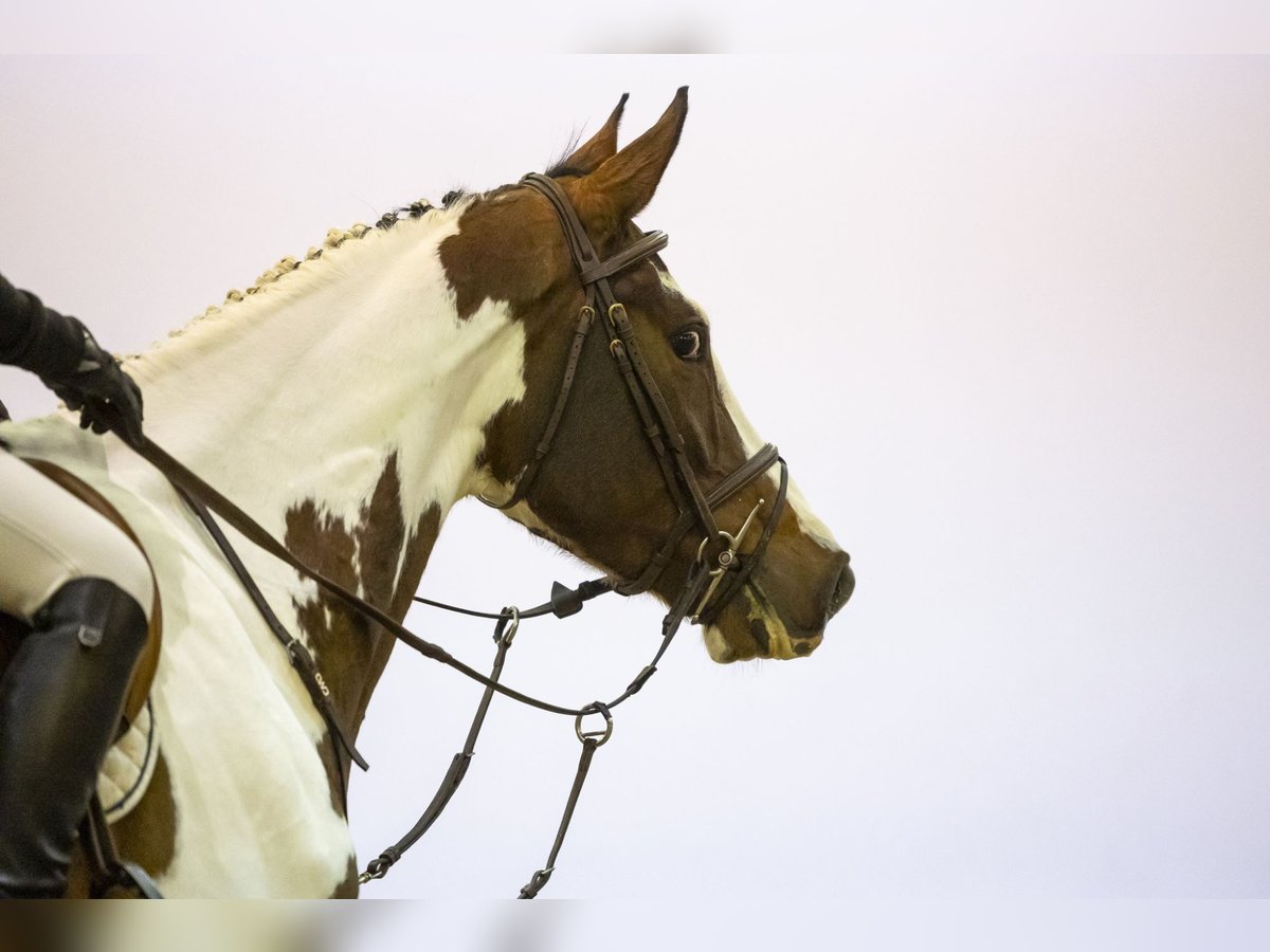 Zangersheide Castrone 4 Anni 164 cm in Waddinxveen