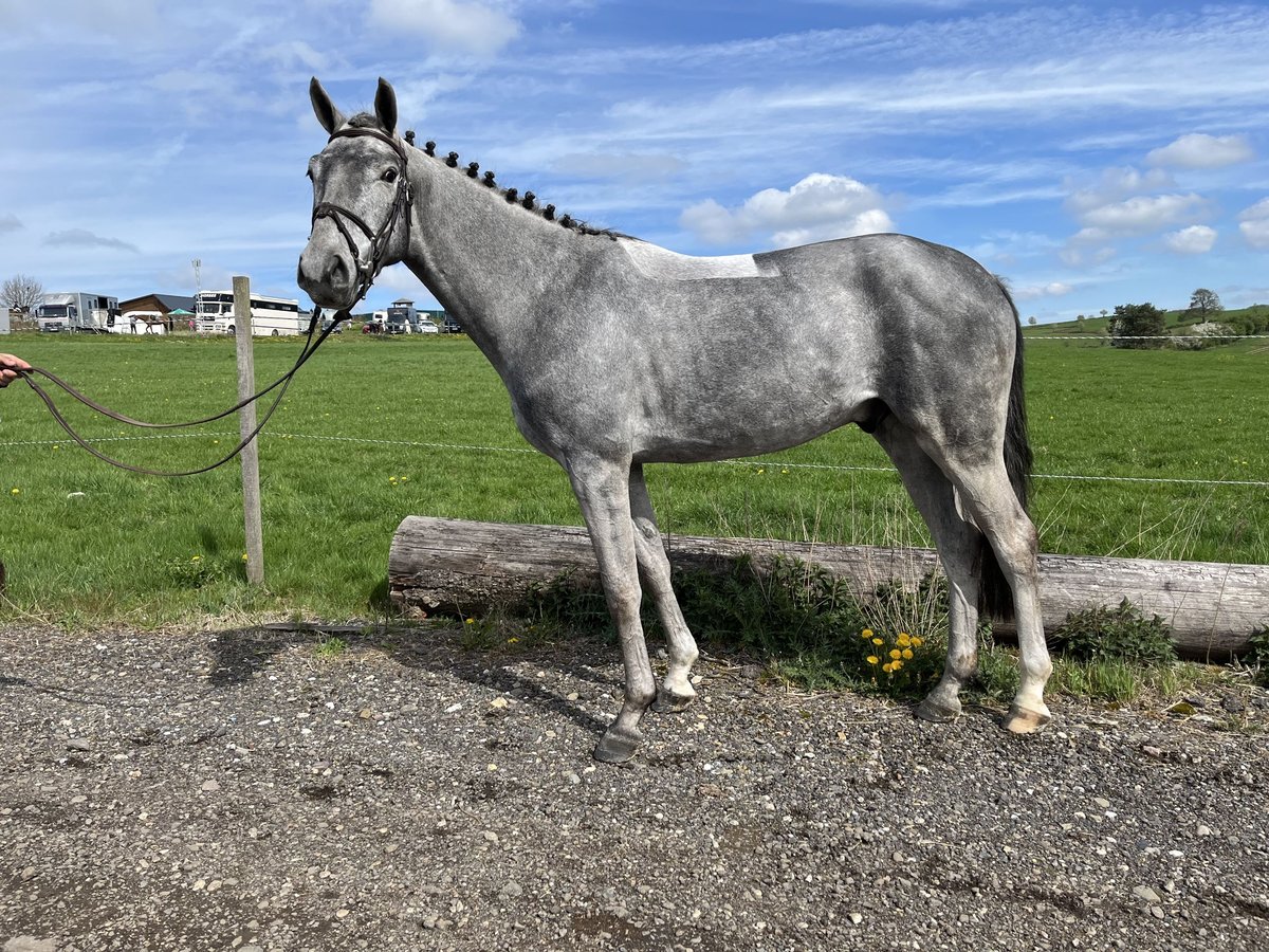 Zangersheide Castrone 4 Anni 164 cm Grigio pezzato in Witten