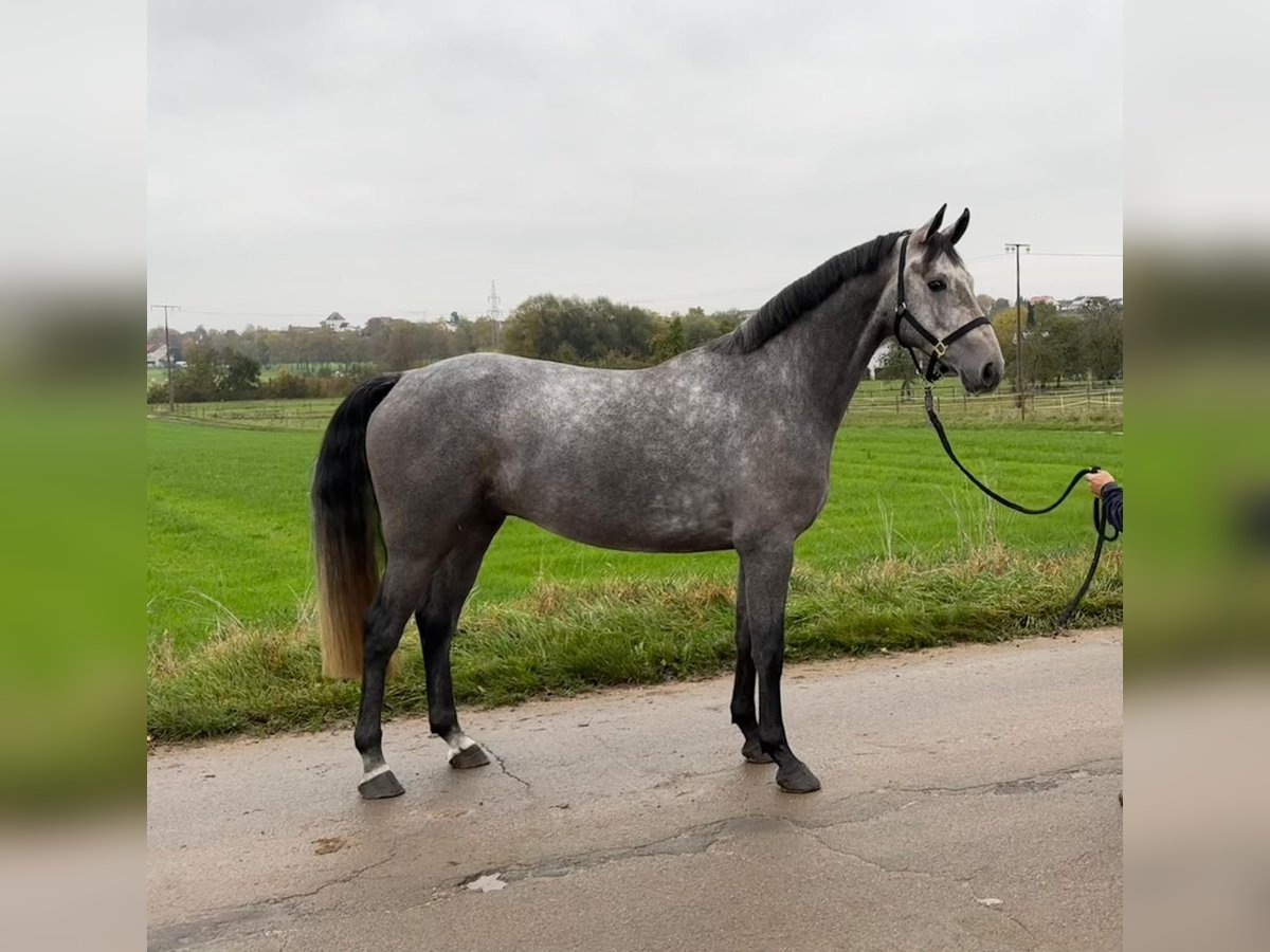 Zangersheide Castrone 4 Anni 165 cm Grigio in Oberstadion