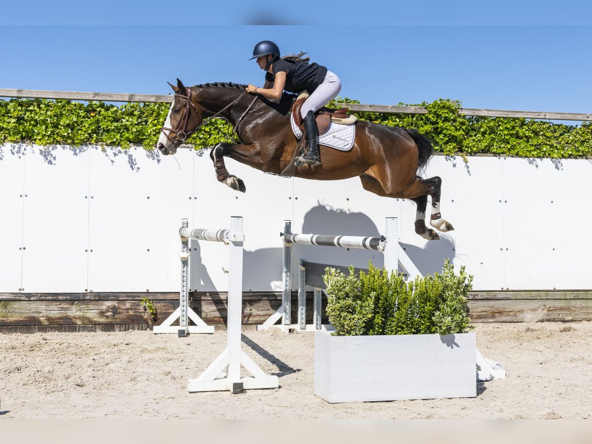 Zangersheide Castrone 4 Anni 167 cm Baio in Waddinxveen