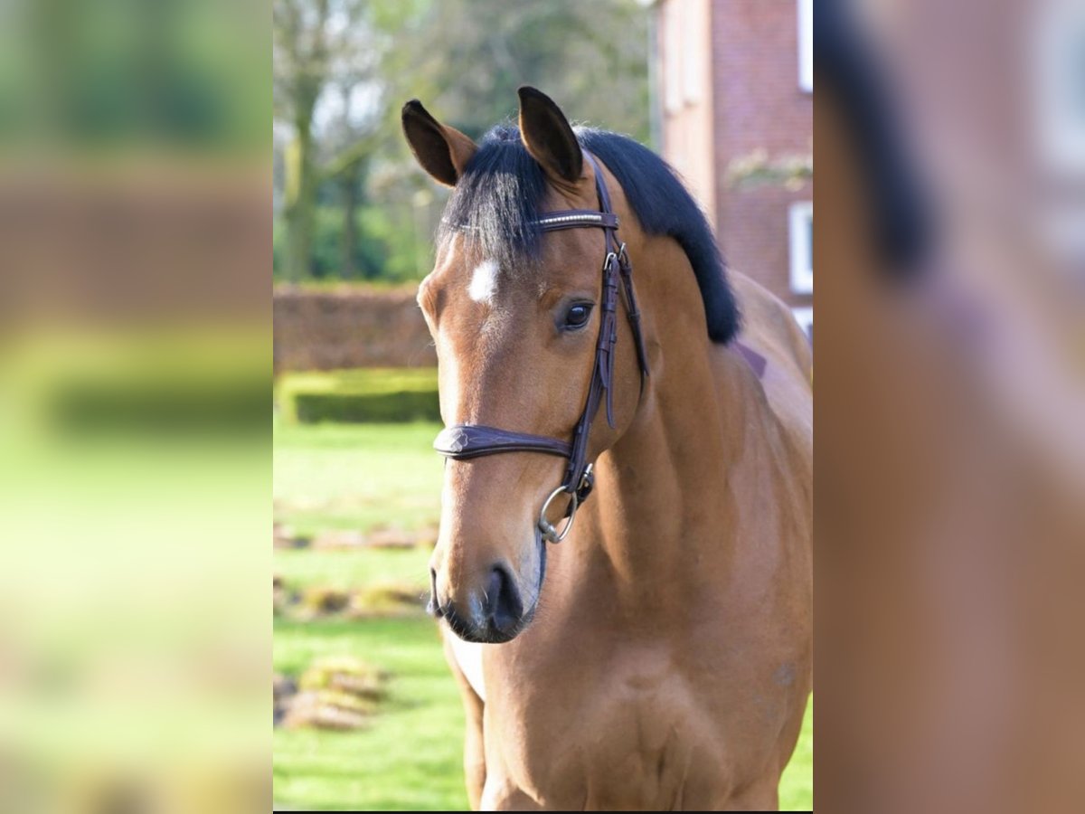 Zangersheide Castrone 4 Anni 167 cm Baio in Insel Poel