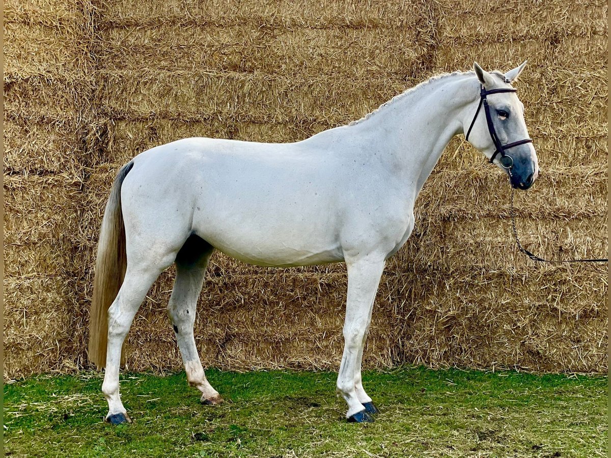 Zangersheide Castrone 4 Anni 168 cm Grigio in GROTE-BROGEL