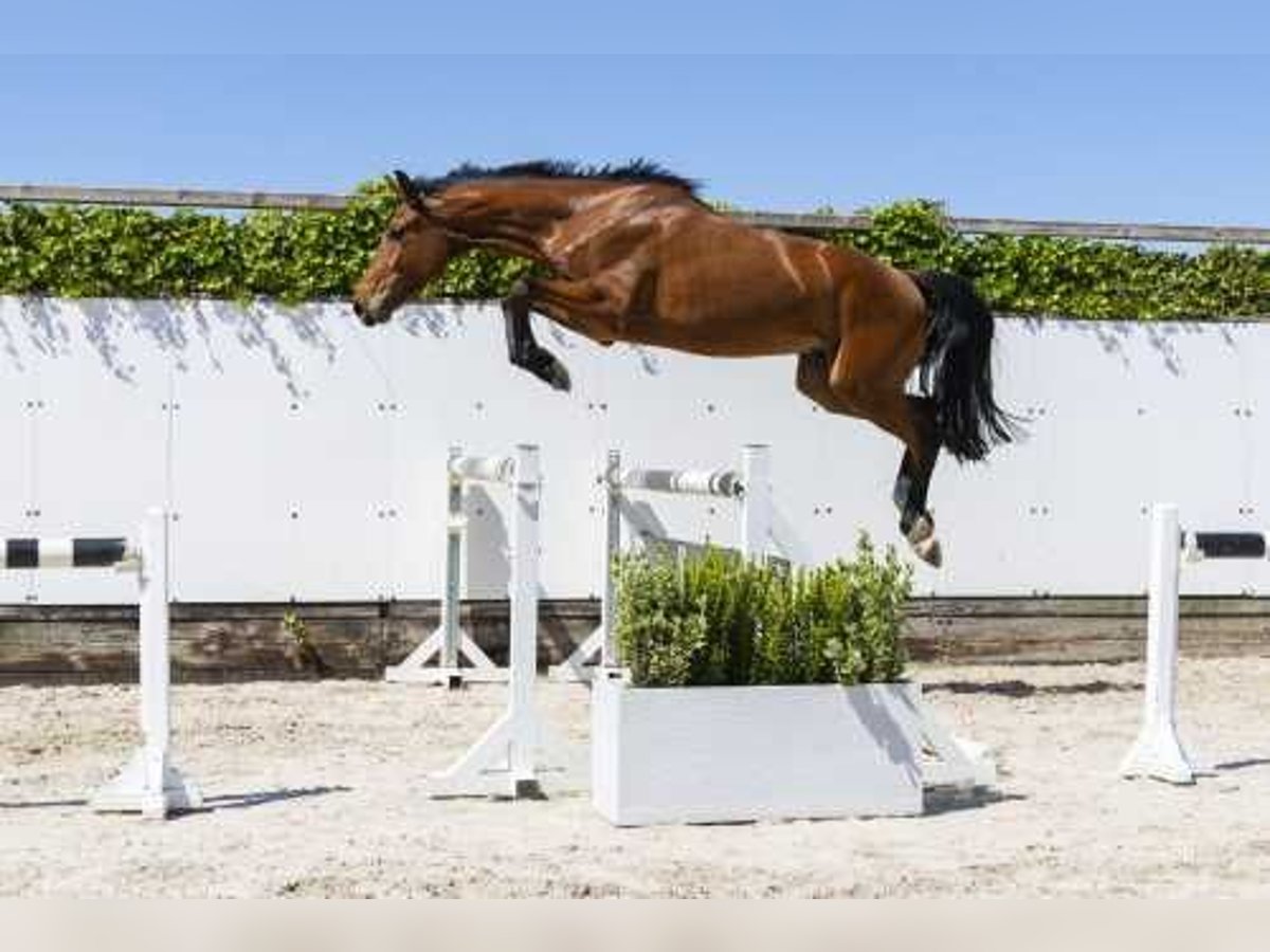 Zangersheide Castrone 4 Anni 169 cm Baio scuro in Waddinxveen