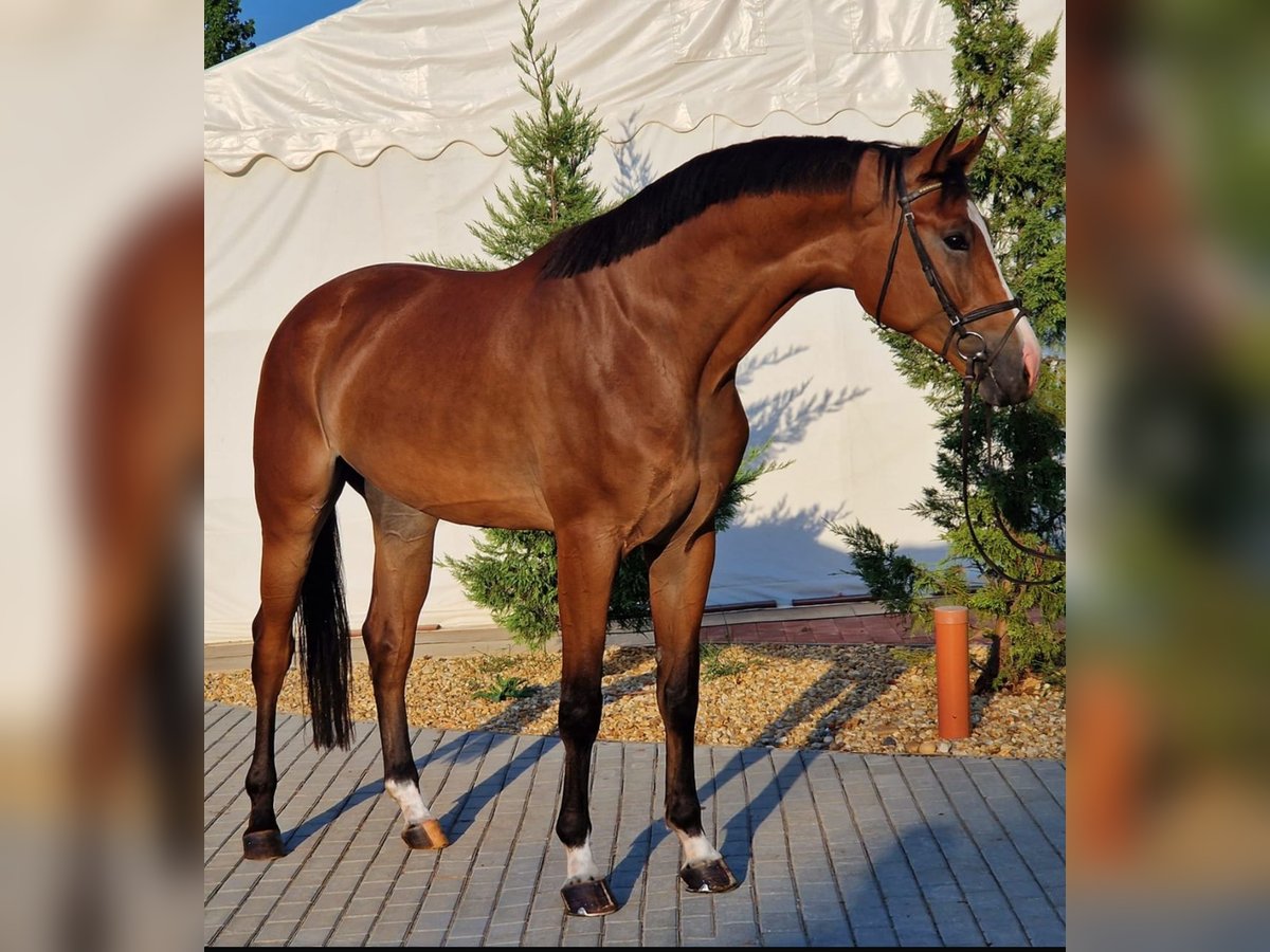 Zangersheide Castrone 4 Anni 170 cm Baio in Borstorf