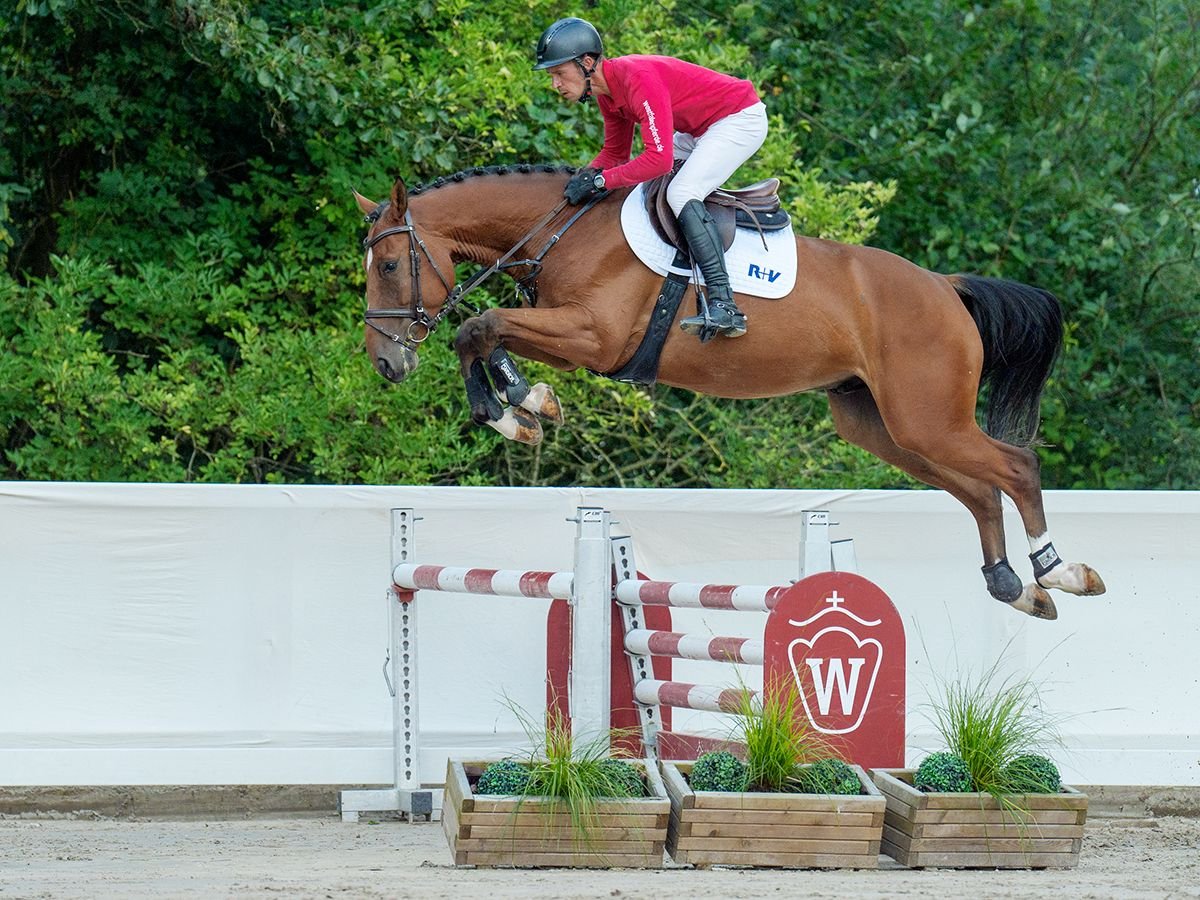 Zangersheide Castrone 4 Anni 170 cm Baio in Münster