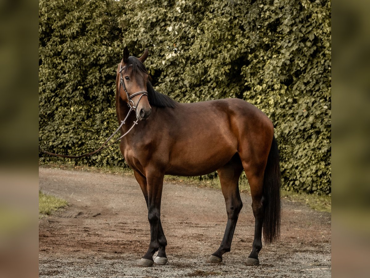 Zangersheide Castrone 4 Anni 170 cm Baio in Hückeswagen