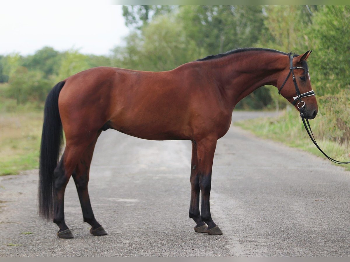 Zangersheide Castrone 4 Anni 170 cm Baio ciliegia in Bekesszentandras