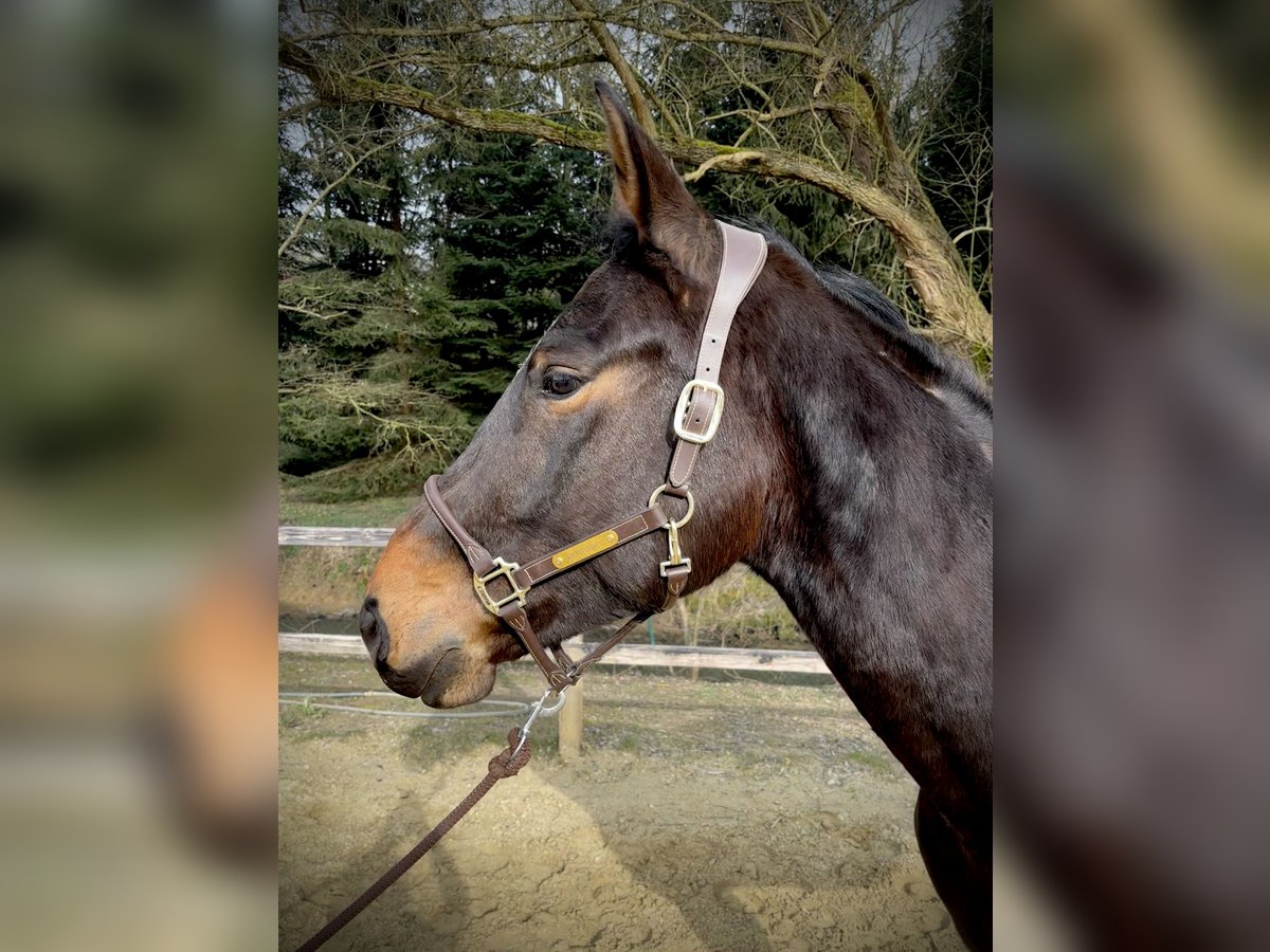 Zangersheide Castrone 4 Anni 170 cm Baio scuro in Limburg an der Lahn