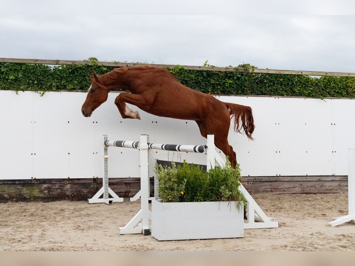 Zangersheide Castrone 4 Anni 170 cm Sauro in Waddinxveen Zangersheide Castrone 4 Anni 170 cm Sauro in Waddinxveen