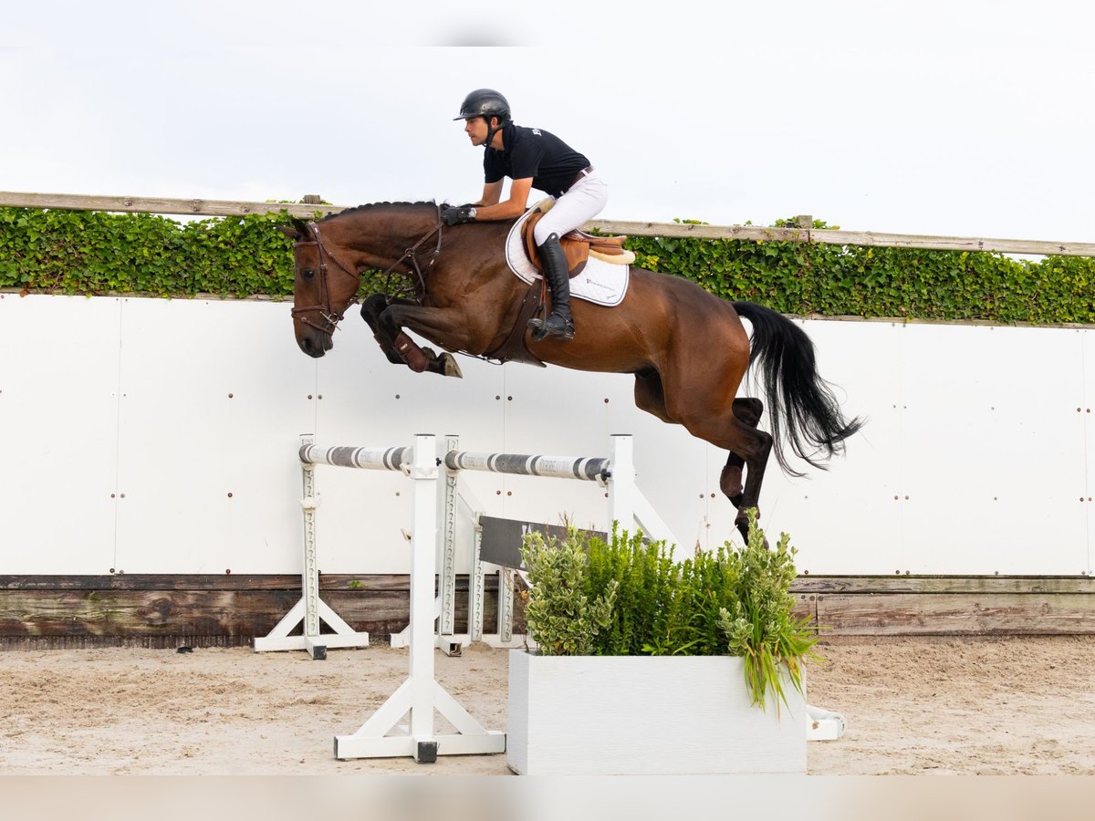 Zangersheide Castrone 4 Anni 171 cm Baio in Waddinxveen