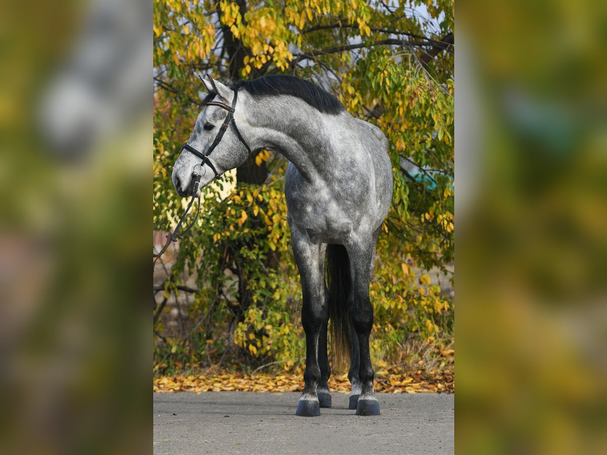 Zangersheide Castrone 4 Anni 171 cm Grigio in B&#xE9;k&#xE9;scsaba