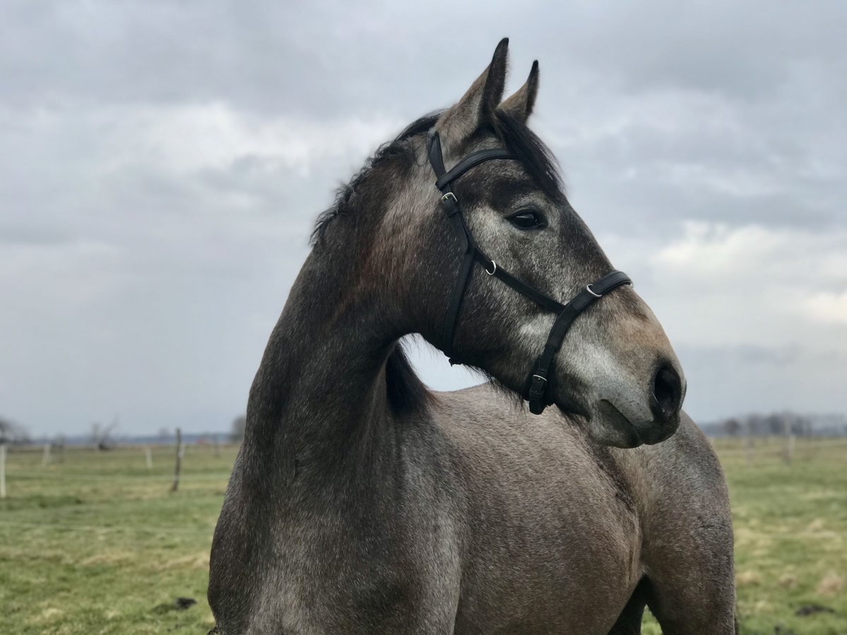 Zangersheide Castrone 4 Anni 172 cm Grigio ferro in Brandenburg an der HavelBrandenburg an der Havel