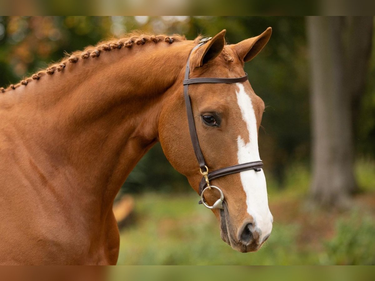 Zangersheide Castrone 4 Anni 172 cm Sauro in Bladel