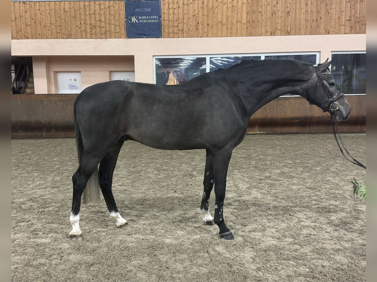 Zangersheide Castrone 4 Anni 173 cm Grigio in Gerstetten