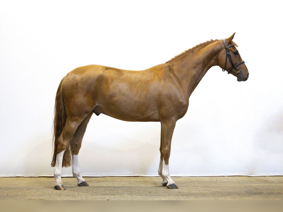 Zangersheide Castrone 5 Anni 158 cm Sauro in Waddinxveen Zangersheide Castrone 5 Anni 158 cm Sauro in Waddinxveen