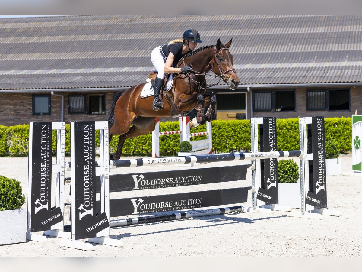 Zangersheide Castrone 5 Anni 163 cm Baio in Waddinxveen