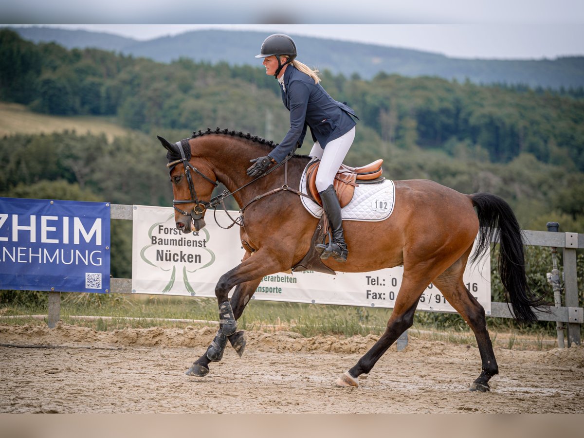 Zangersheide Castrone 5 Anni 165 cm Baio in Wachtberg
