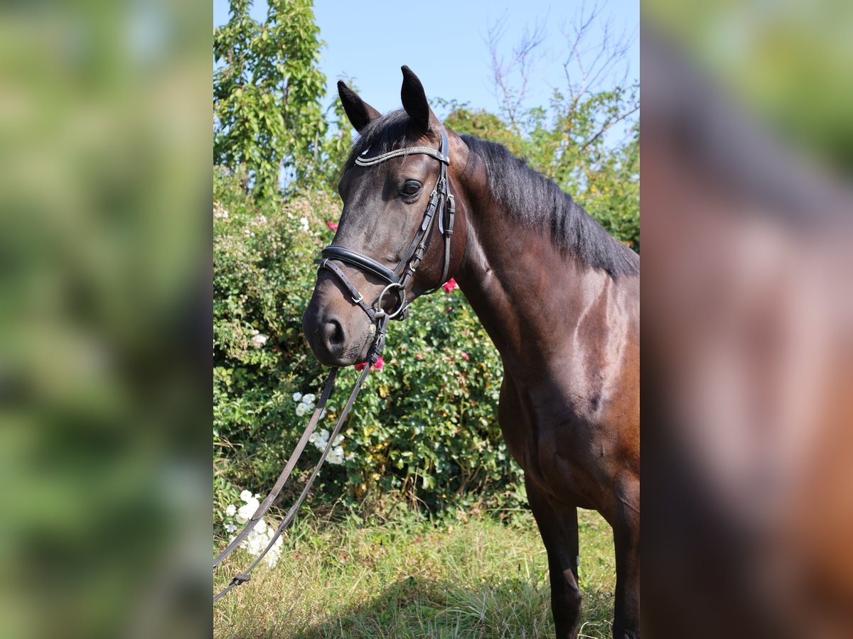 Zangersheide Castrone 5 Anni 165 cm Morello in Oberderdingen