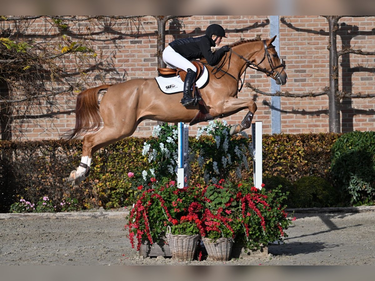 Zangersheide Castrone 5 Anni 165 cm Sauro in Bladel