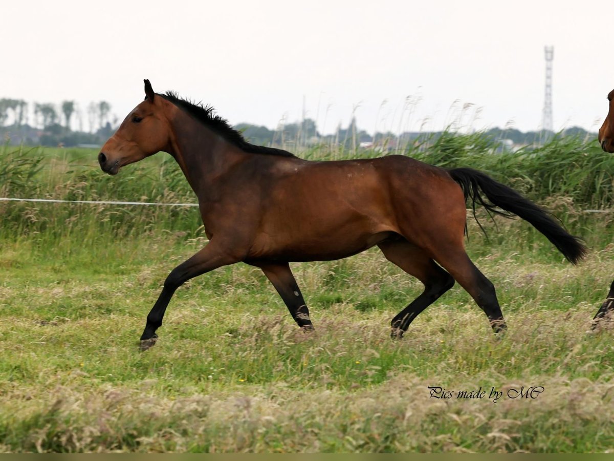 Zangersheide Castrone 5 Anni 166 cm Baio in Meppen