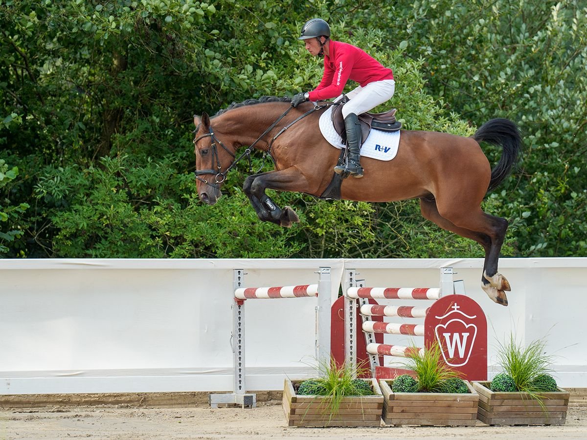 Zangersheide Castrone 5 Anni 168 cm Baio in Münster