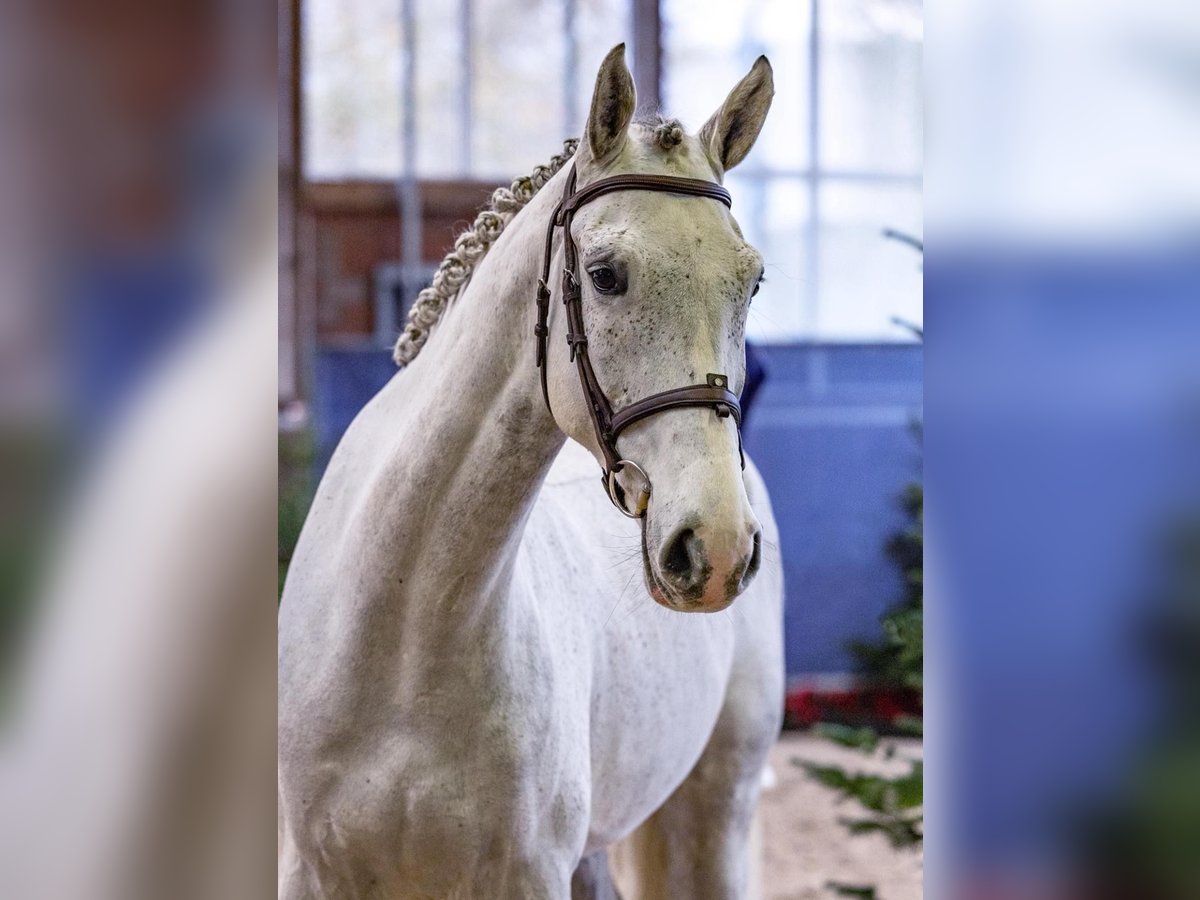 Zangersheide Castrone 5 Anni 169 cm Grigio in Diepholz