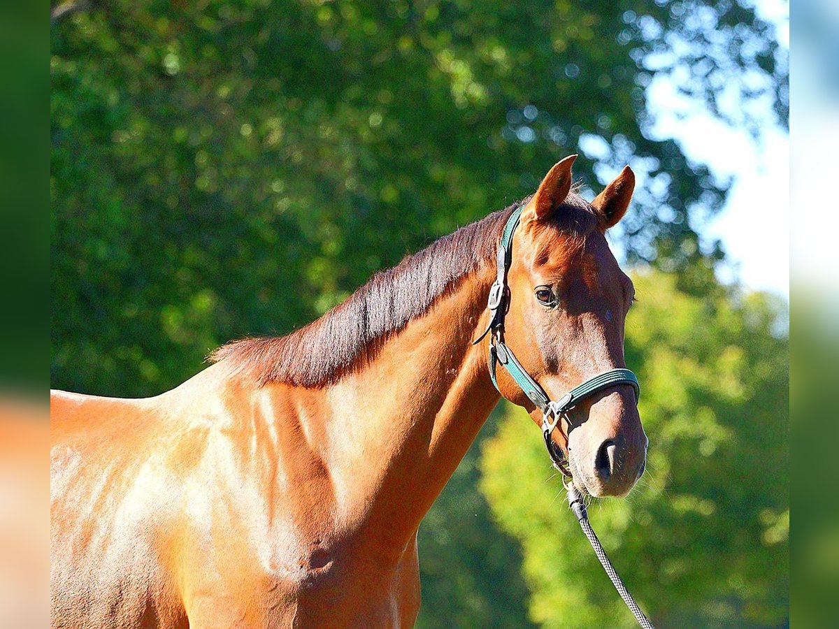 Zangersheide Castrone 5 Anni 170 cm Sauro scuro in Messel