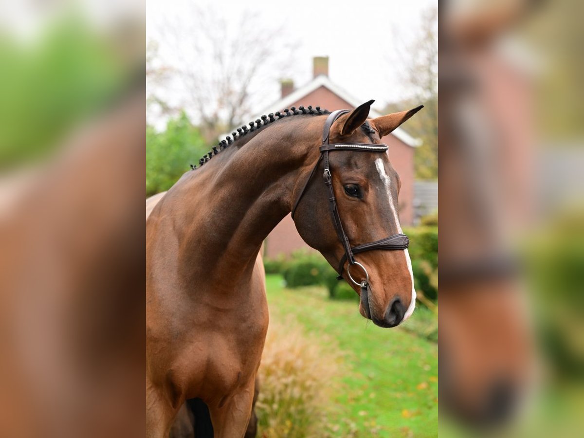 Zangersheide Castrone 5 Anni 172 cm Baio in Bladel