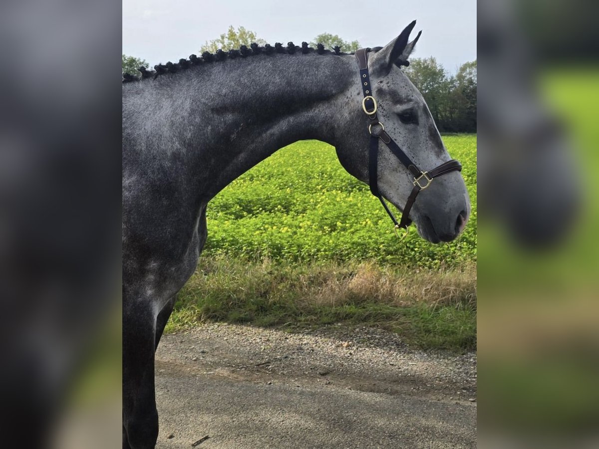 Zangersheide Castrone 5 Anni 172 cm Grigio in Bladel