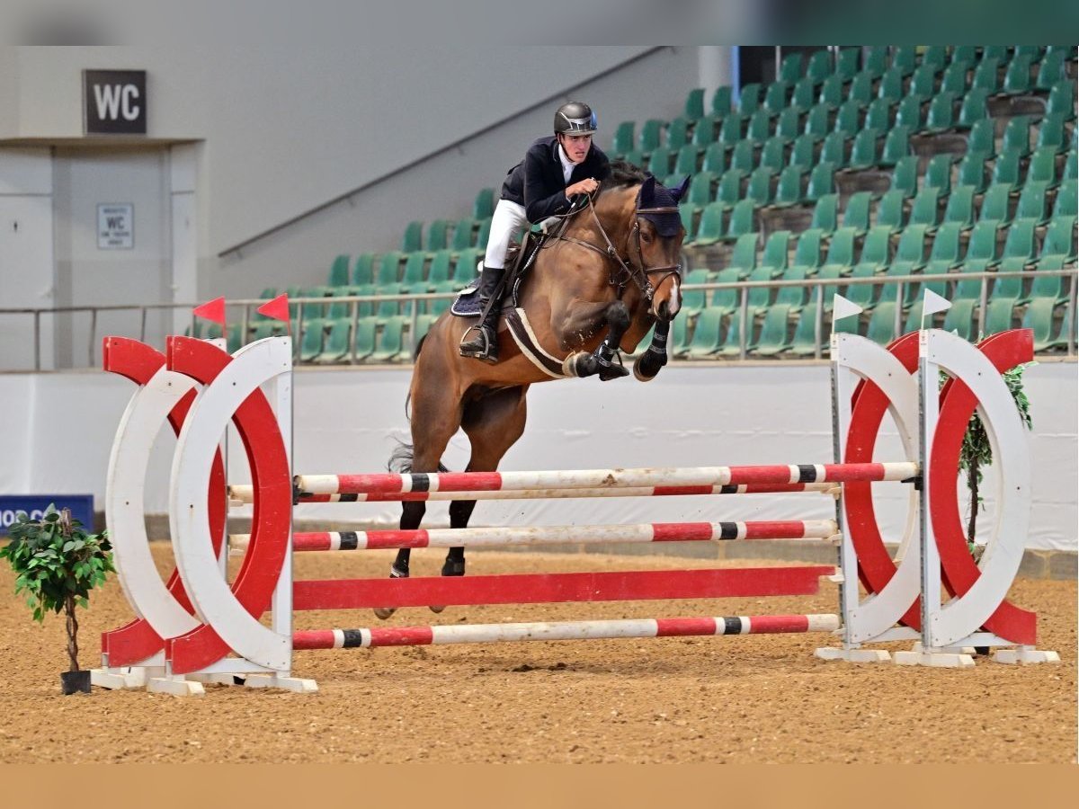 Zangersheide Castrone 5 Anni 173 cm Baio scuro in Braunsbedra