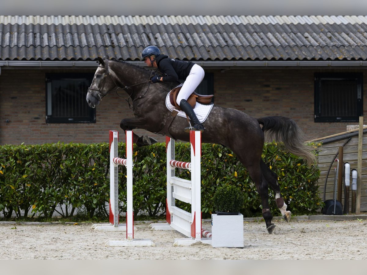 Zangersheide Castrone 5 Anni 175 cm Sauro scuro in Waddinxveen