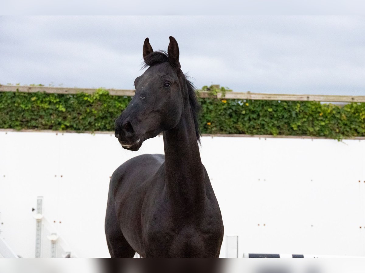 Zangersheide Castrone 5 Anni Baio nero in Waddinxveen Zangersheide Castrone 5 Anni Baio nero in Waddinxveen