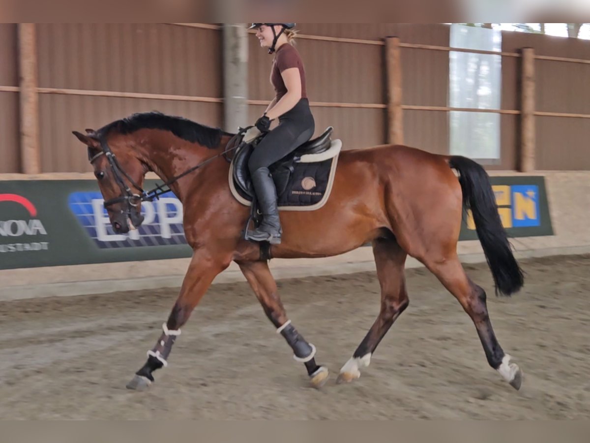 Zangersheide Castrone 6 Anni 165 cm Baio in Schattendorf