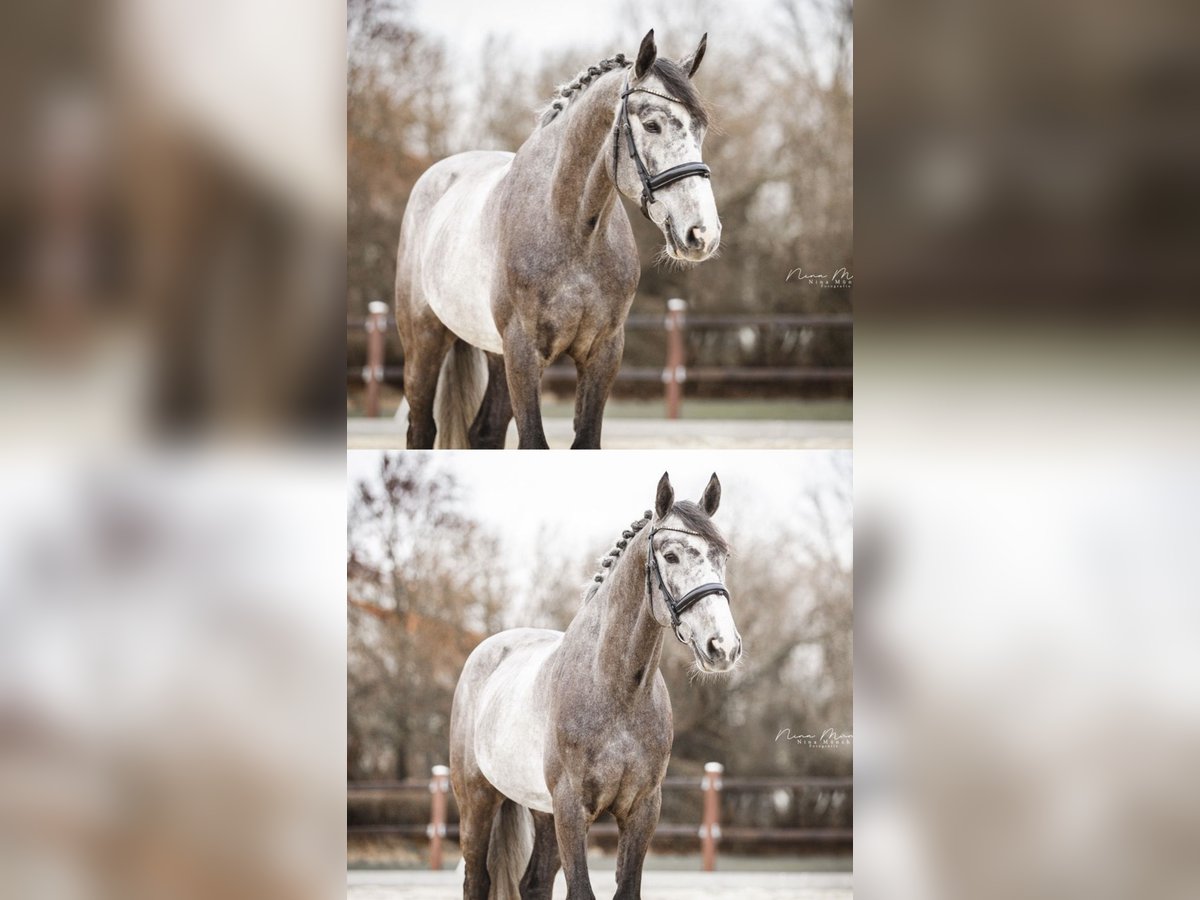 Zangersheide Castrone 6 Anni 166 cm Grigio pezzato in Kümmersbruck