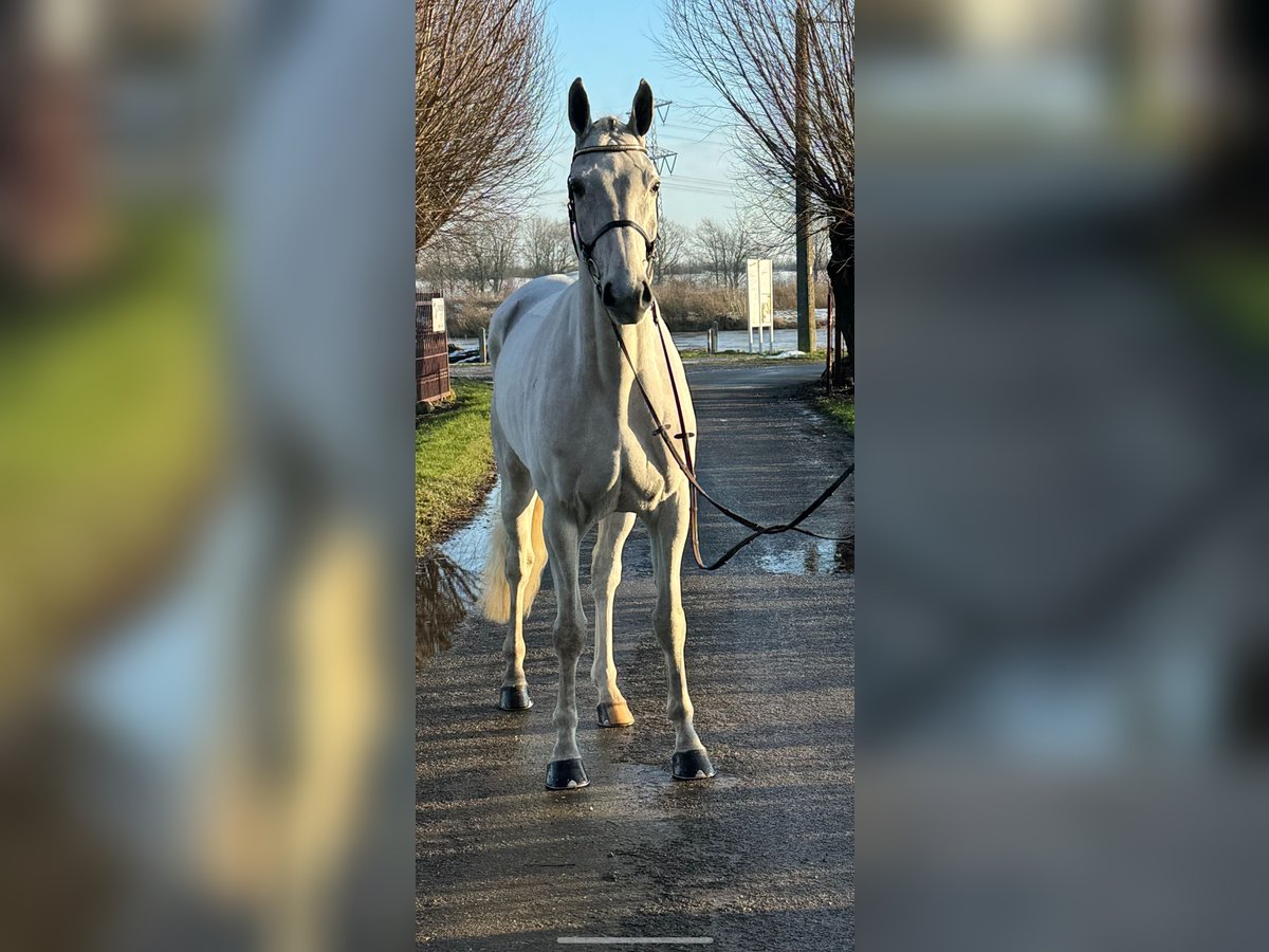 Zangersheide Castrone 6 Anni 169 cm Bianco in Maaseik
