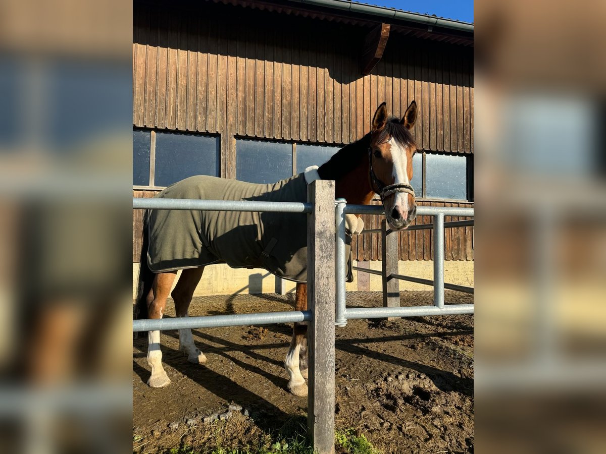 Zangersheide Castrone 6 Anni 175 cm Baio in Kradolf