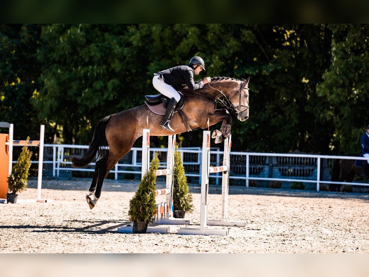 Zangersheide Castrone 6 Anni 175 cm Grigio in Gajewniki