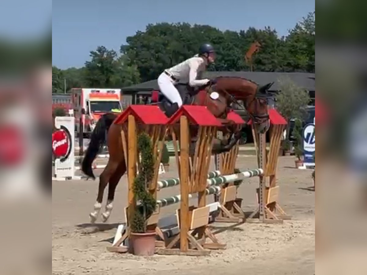 Zangersheide Castrone 7 Anni 165 cm Baio in Schlo&#xDF; Holte-Stukenbrock